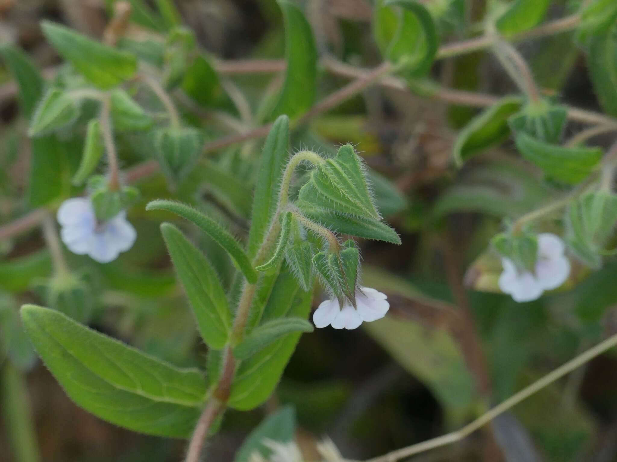 Trichodesma inaequale Edgew. resmi