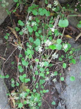 Image of Scandia geniculata (Forst. fil.) J. W. Dawson