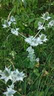 Imagem de Eryngium giganteum M. Bieb.