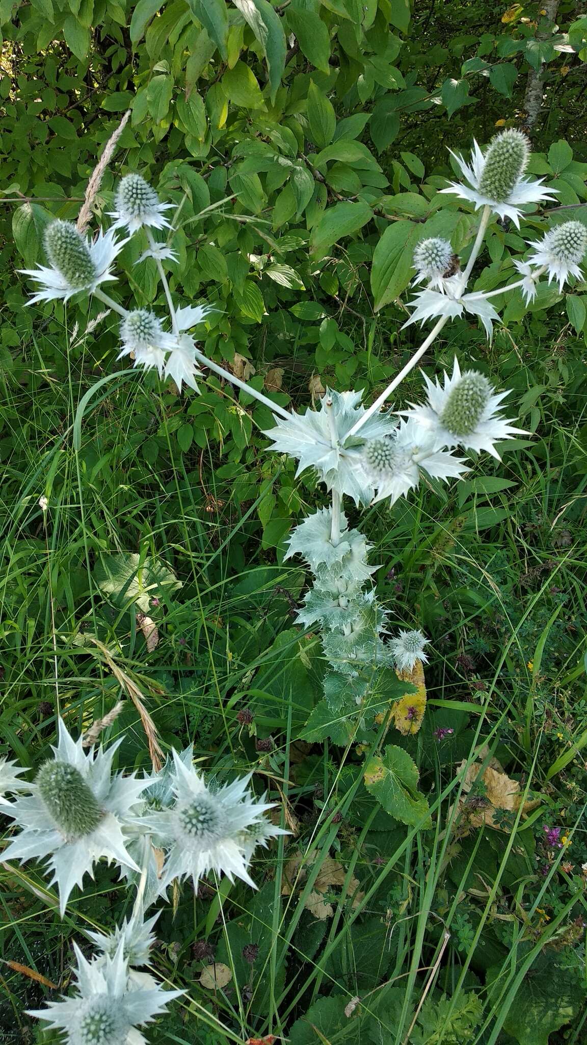 Image of giant sea holly