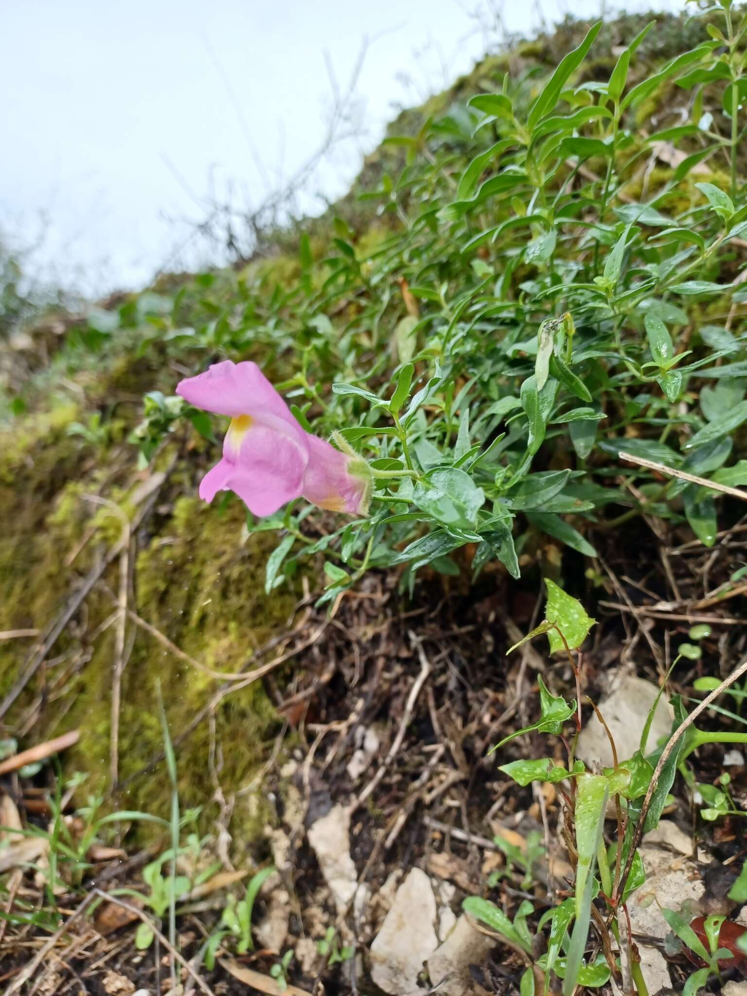 صورة Antirrhinum linkianum Boiss. & Reuter