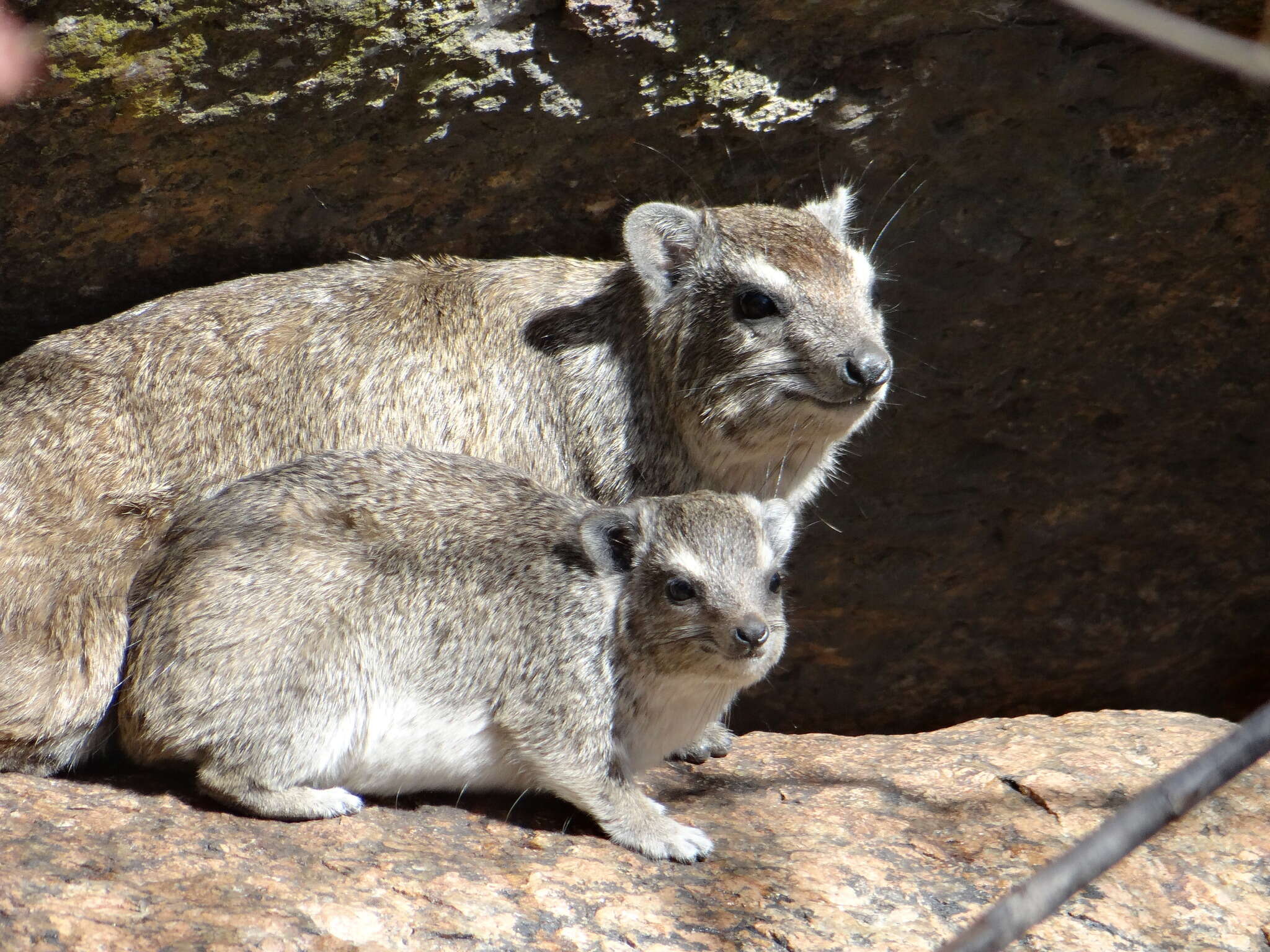 Image of Bush Hyrax