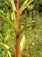 Oenothera rubricaulis Klebahn resmi