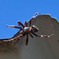 Image of Araneus saevus (L. Koch 1872)