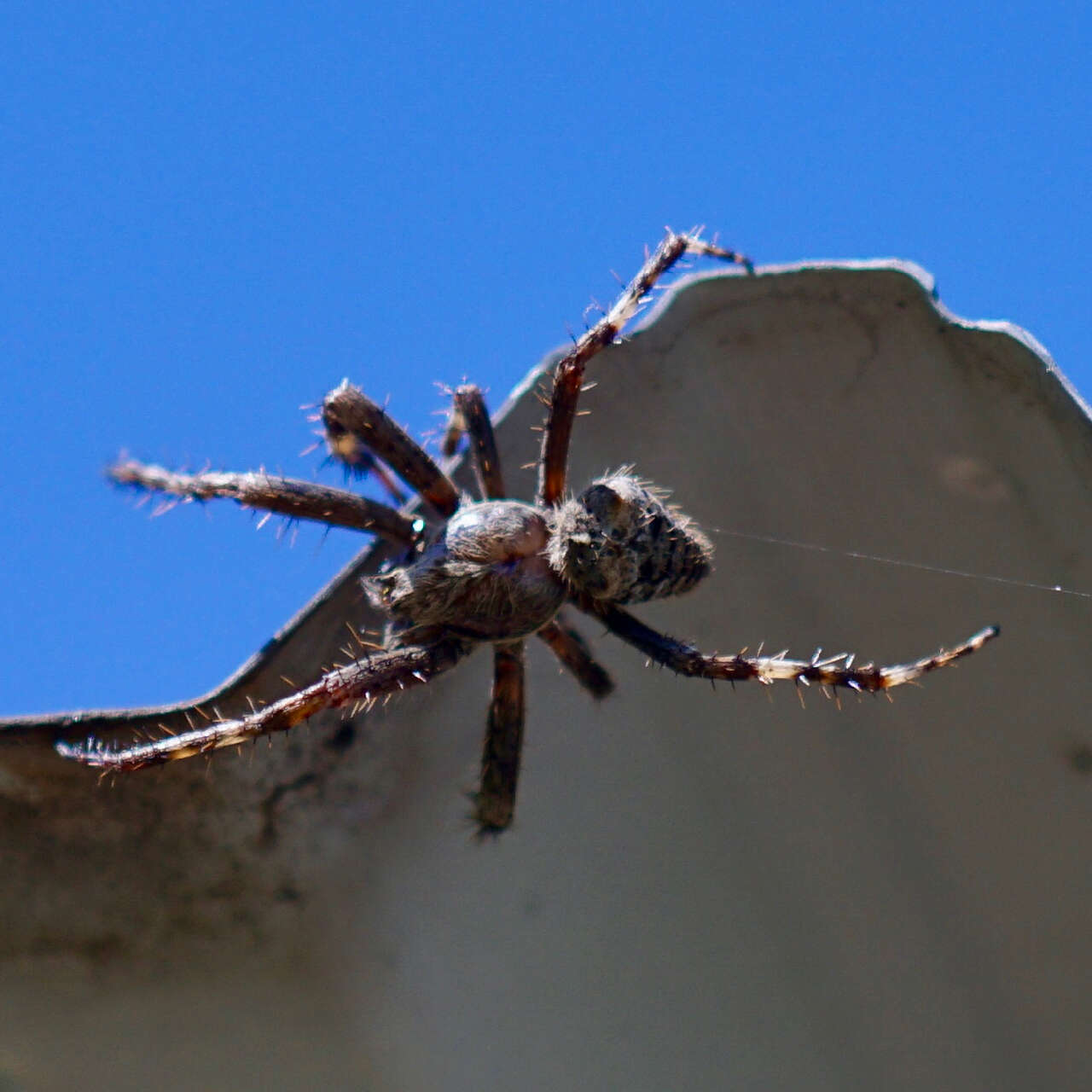 Image of Araneus saevus (L. Koch 1872)