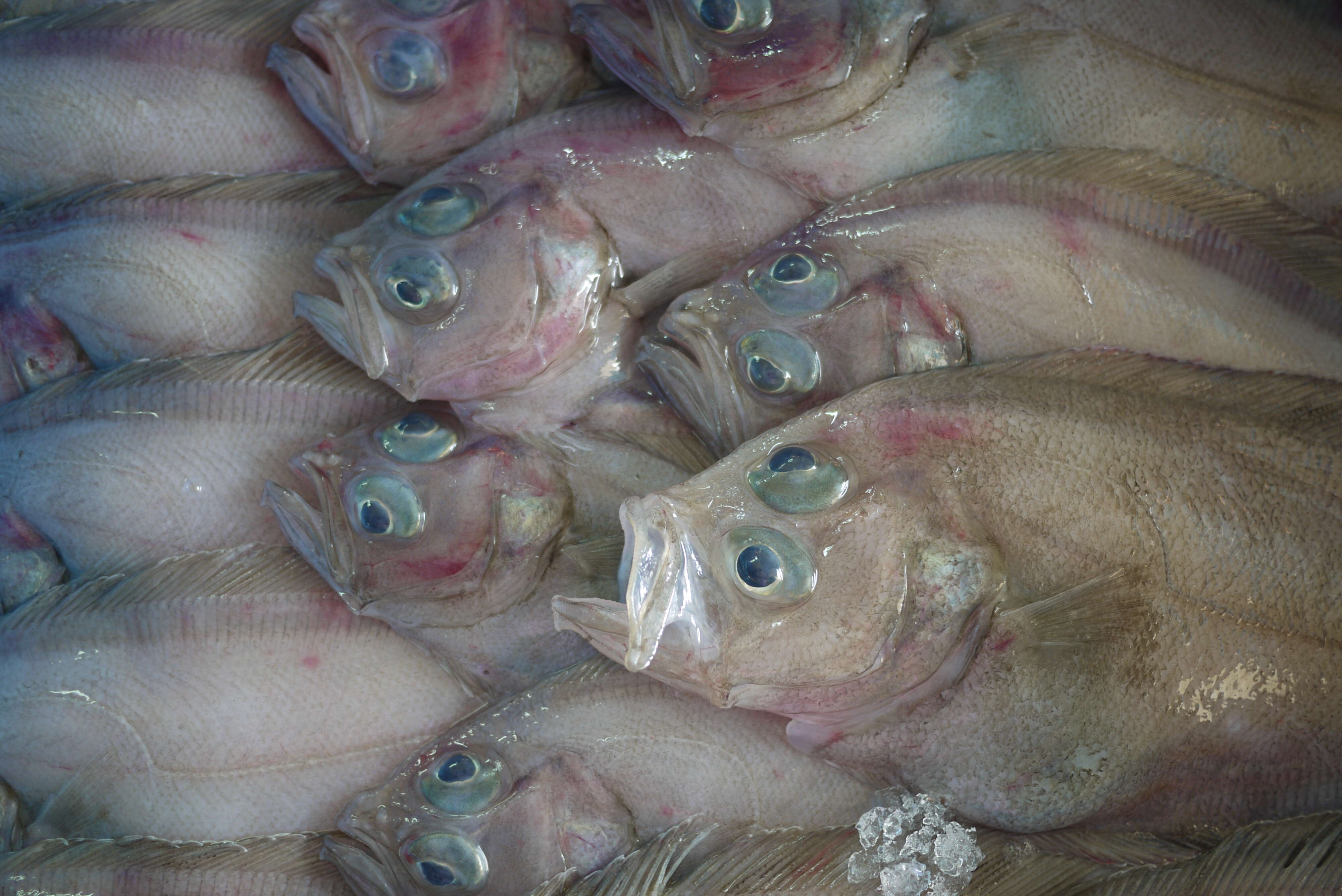 Image of Starry flounders