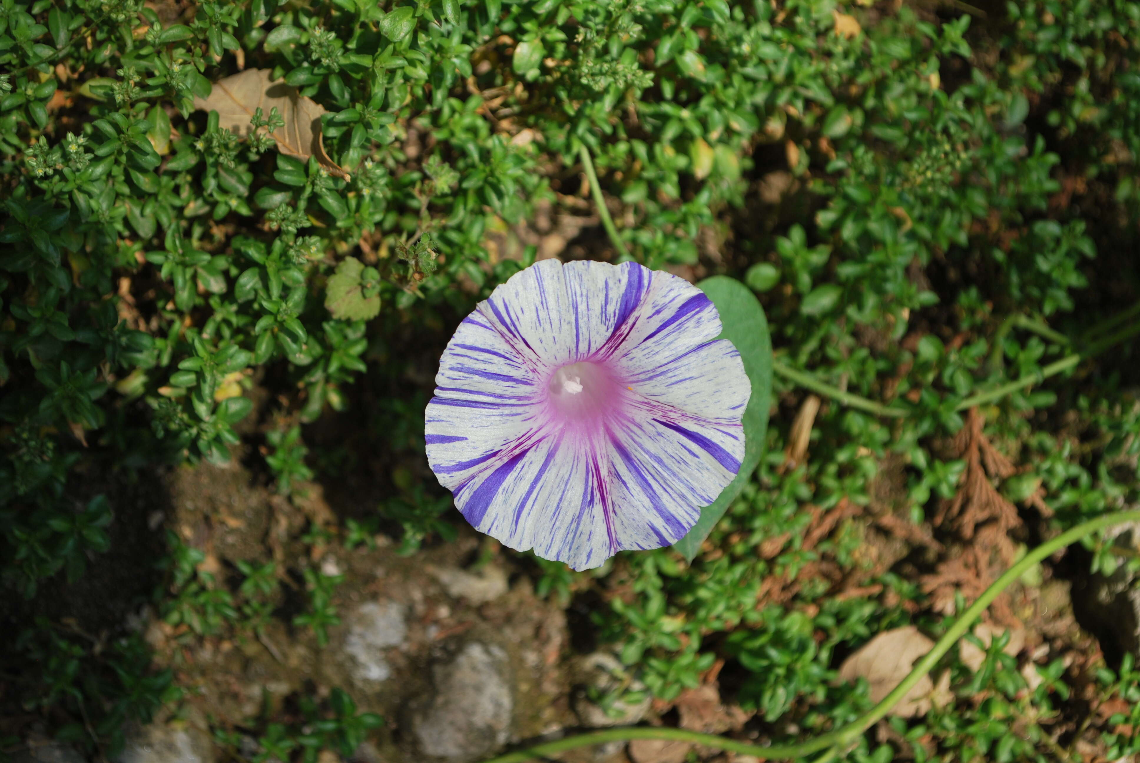 Image of tall morning-glory