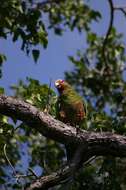 Image of Bahamas Parrot