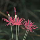 Image of Brazilian Candles