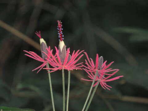 Image of Pavonia multiflora A. St.-Hil.