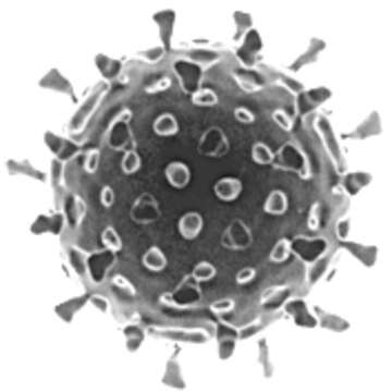 Image of Rotavirus