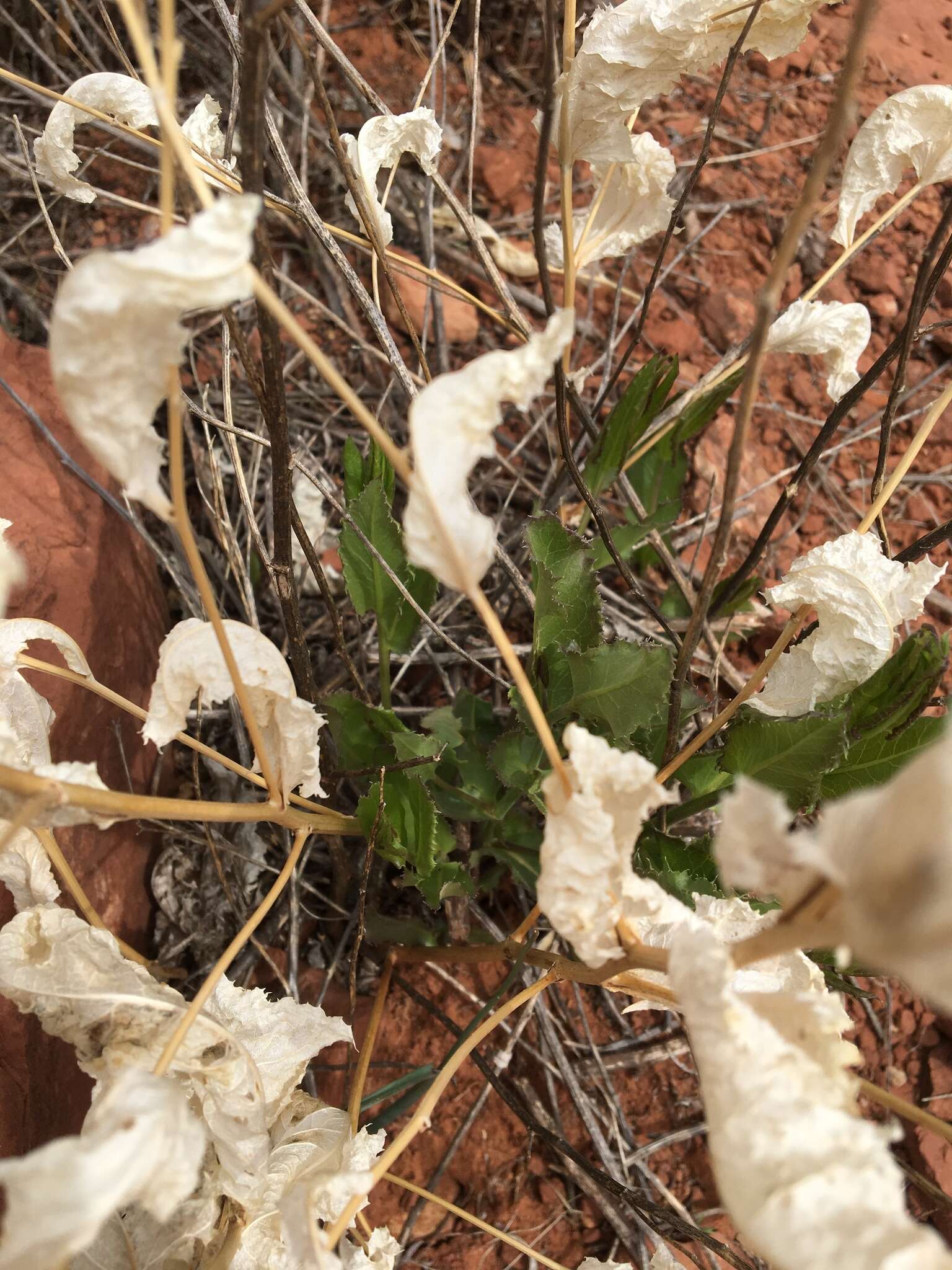 Sivun Acourtia wrightii (A. Gray) Reveal & R. M. King kuva