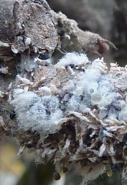 Image of Woolly Apple Aphid