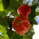 Image of Painted indian mallow