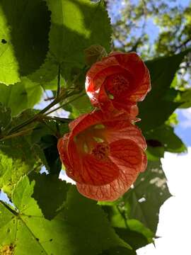 Image of Painted indian mallow