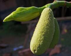 Image of jackfruit