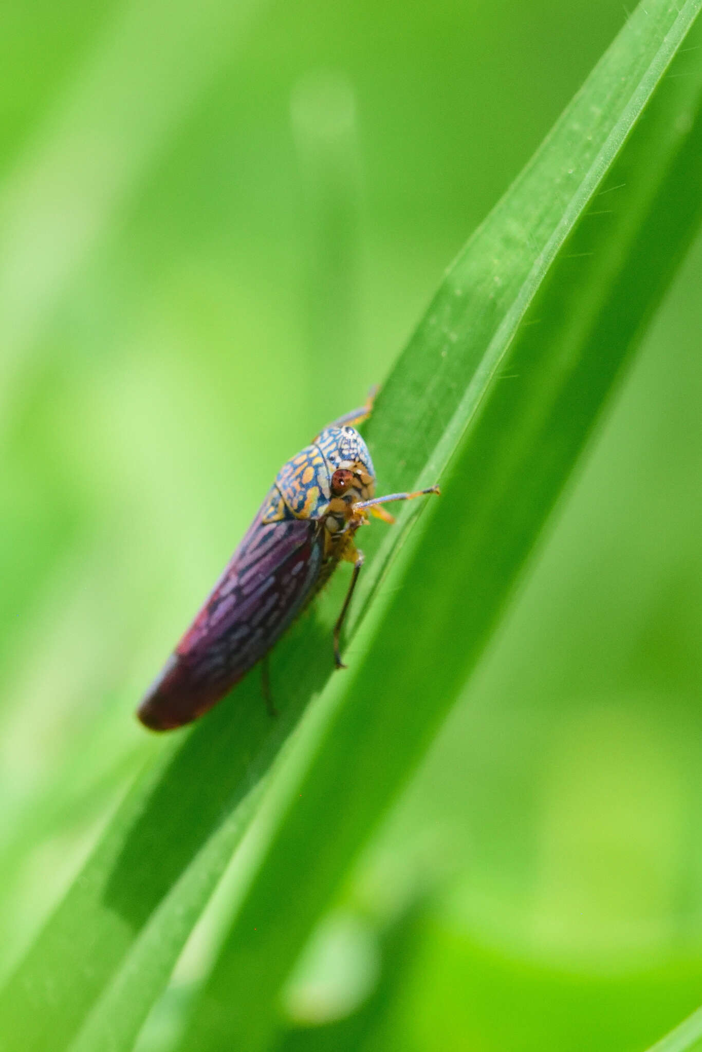 Image of Graphocephala edwardsii (Signoret 1855)