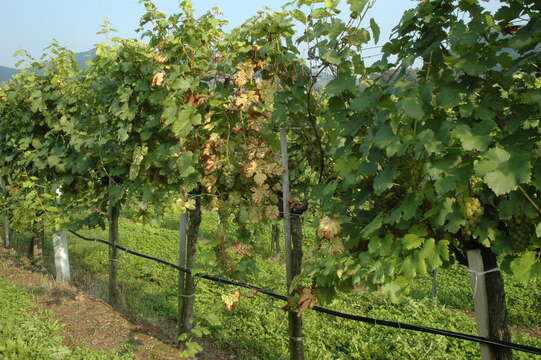 Image of wine grape