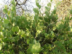 Image of Tricerma vitis-idaeum (Griseb.) Lundell