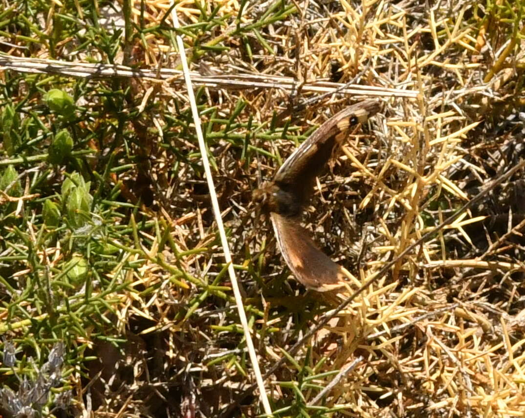 Erebia epistygne Hübner 1816 resmi