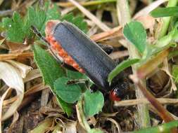 Imagem de Cantharis fusca