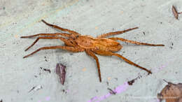 Image of Arachosia cubana (Banks 1909)