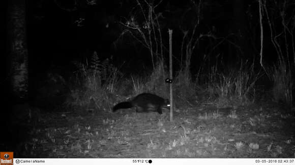 Image of Mountain Brushtail Possum