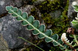 Plancia ëd Asplenium ceterach L.