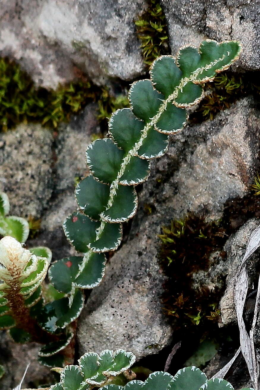 Plancia ëd Asplenium ceterach L.