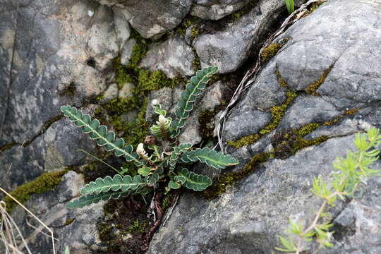 Image of Asplenium ceterach L.