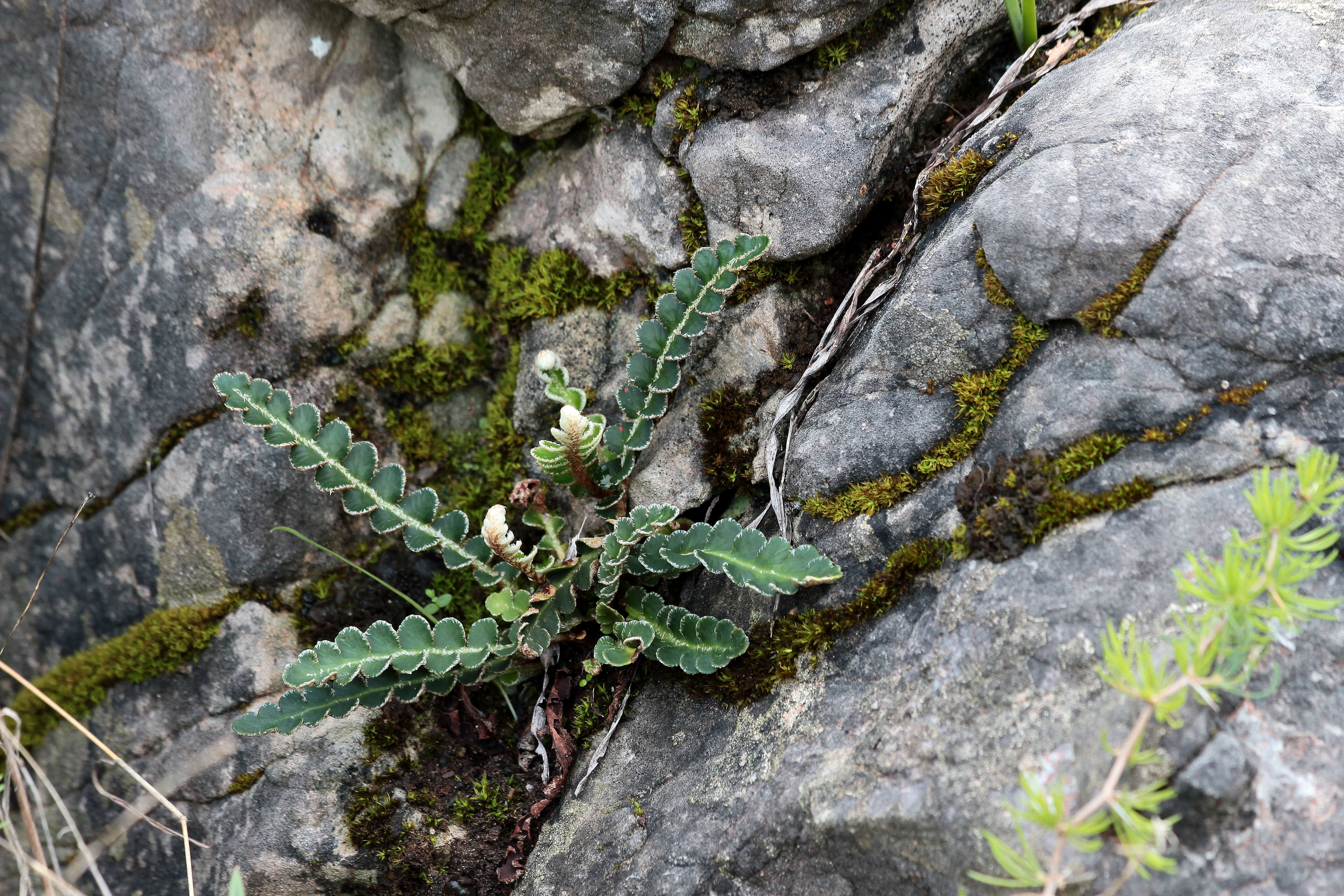 Plancia ëd Asplenium ceterach L.