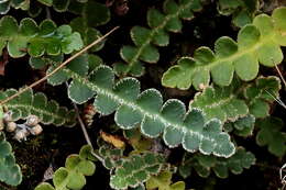 Plancia ëd Asplenium ceterach L.