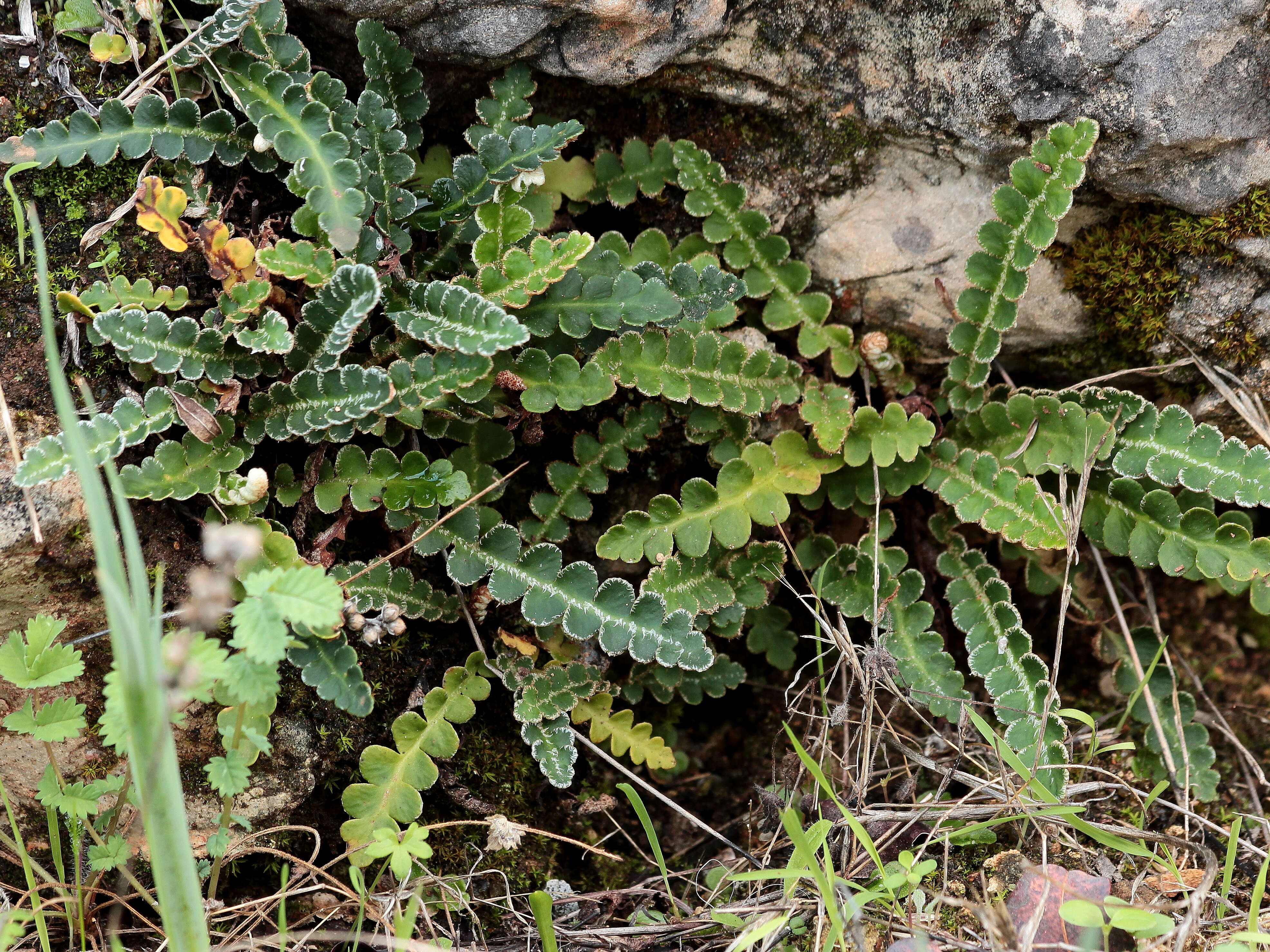 Plancia ëd Asplenium ceterach L.