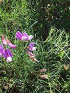 Lathyrus vestitus subsp. vestitus的圖片