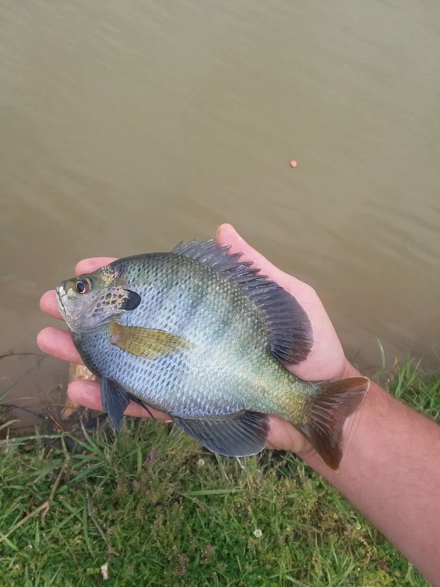 Image of Bluegill Sunfish