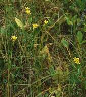 Слика од Saxifraga hirculus L.