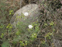 Image of Lomelosia argentea (L.) W. Greuter & Burdet