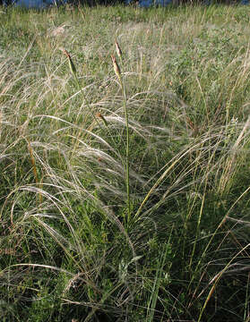 Image of Pseudopodospermum hispanicum (L.) Zaika, Sukhor. & N. Kilian