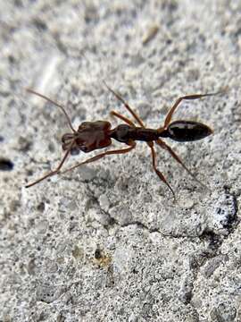 Image of Rough-node Snapping Ant