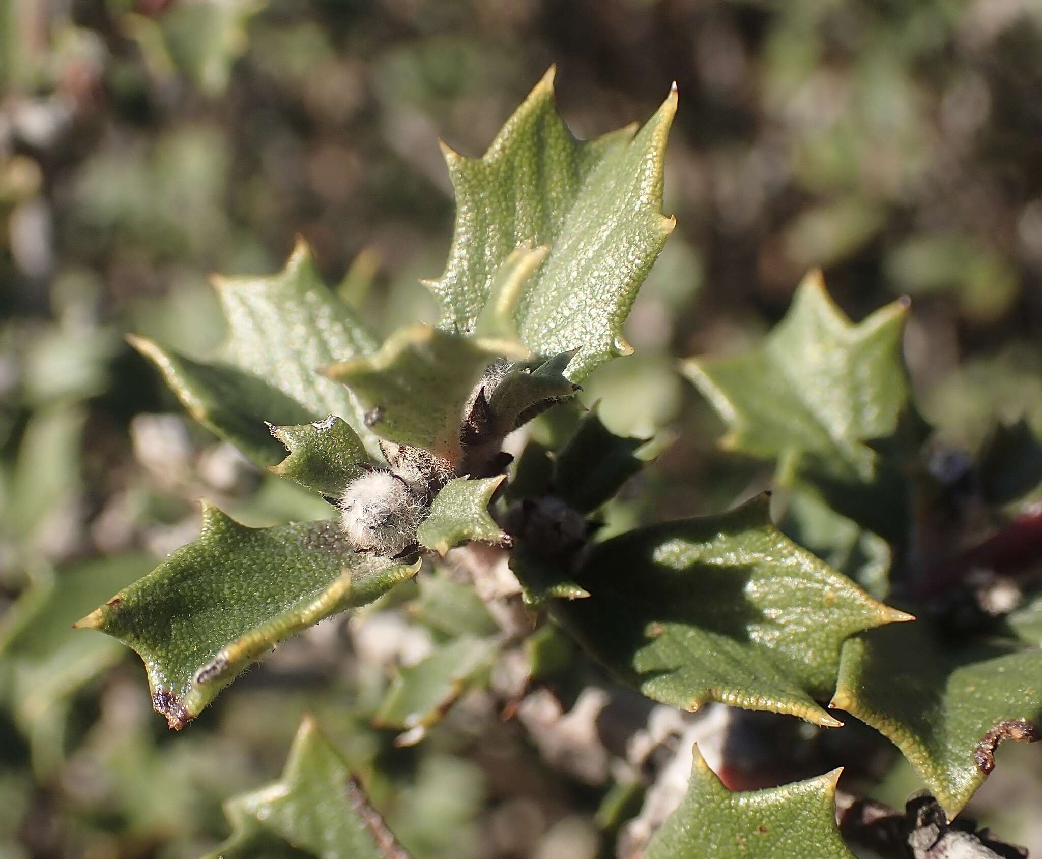 Image of Calistoga ceanothus