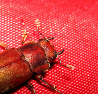 Imagem de Cyclommatus canaliculatus consanguineus Boileau 1898