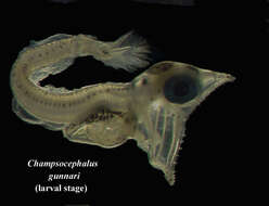 Image of Champsocephalus