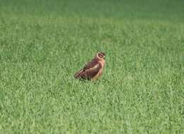 Image of Pallid Harrier