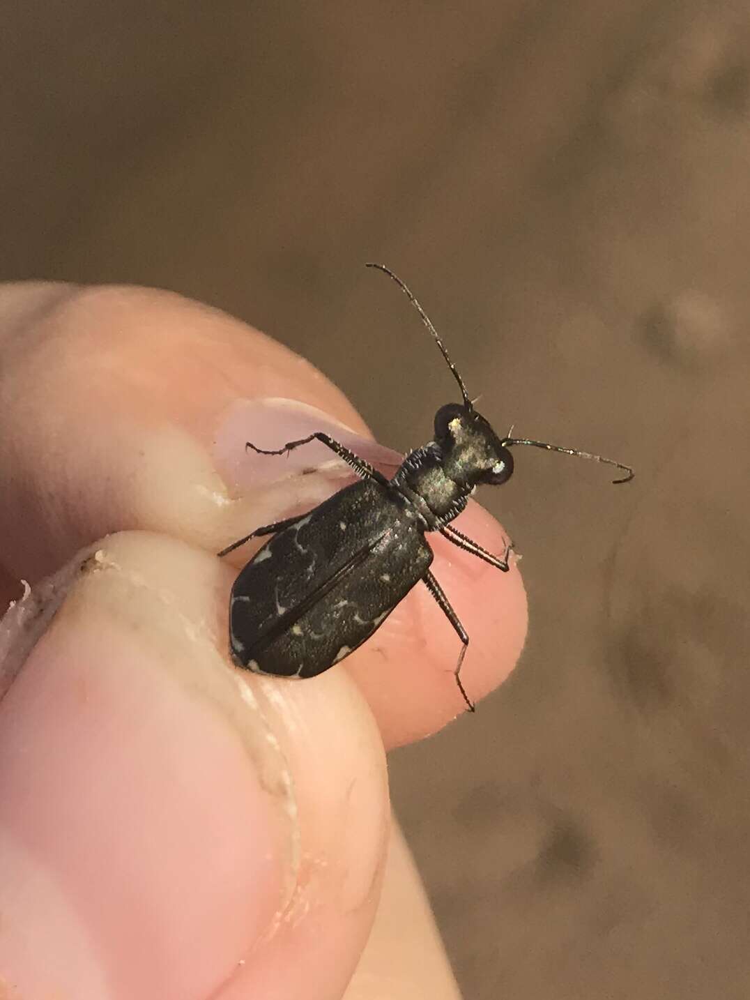 Image of Cicindela (Cicindelidia) trifasciata ascendens Le Conte 1851