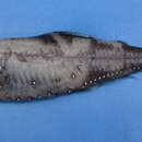 Image of Antarctic lanternfish