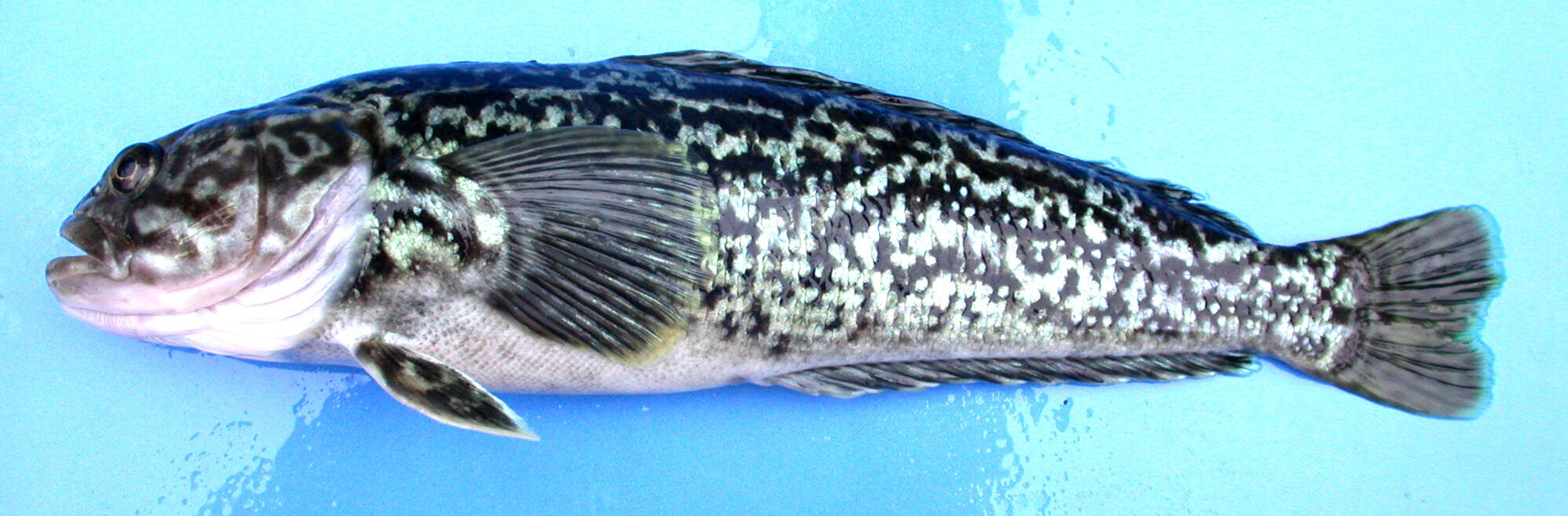 Image of Marbled rockcod