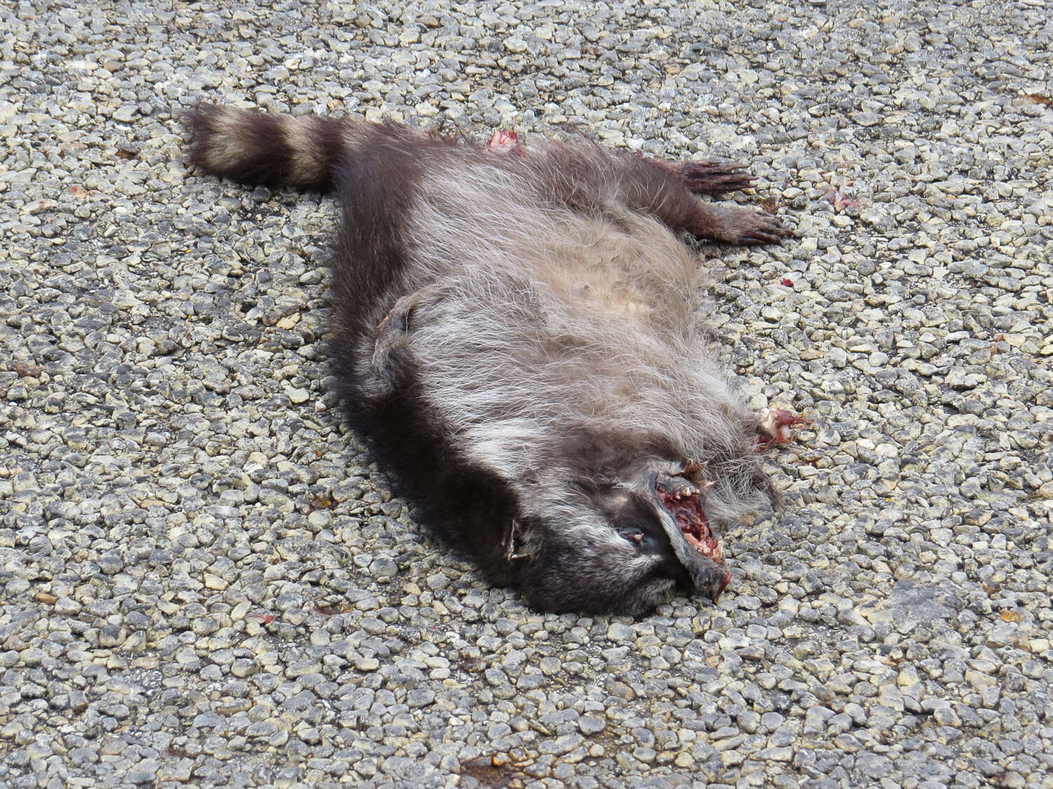 Image of raccoons