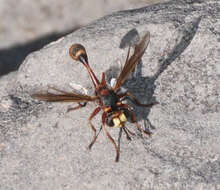 Image of Physocephala texana (Williston 1882)