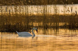 Image of Mute Swan