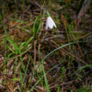 Imagem de Acis longifolia J. Gay ex M. Roem.